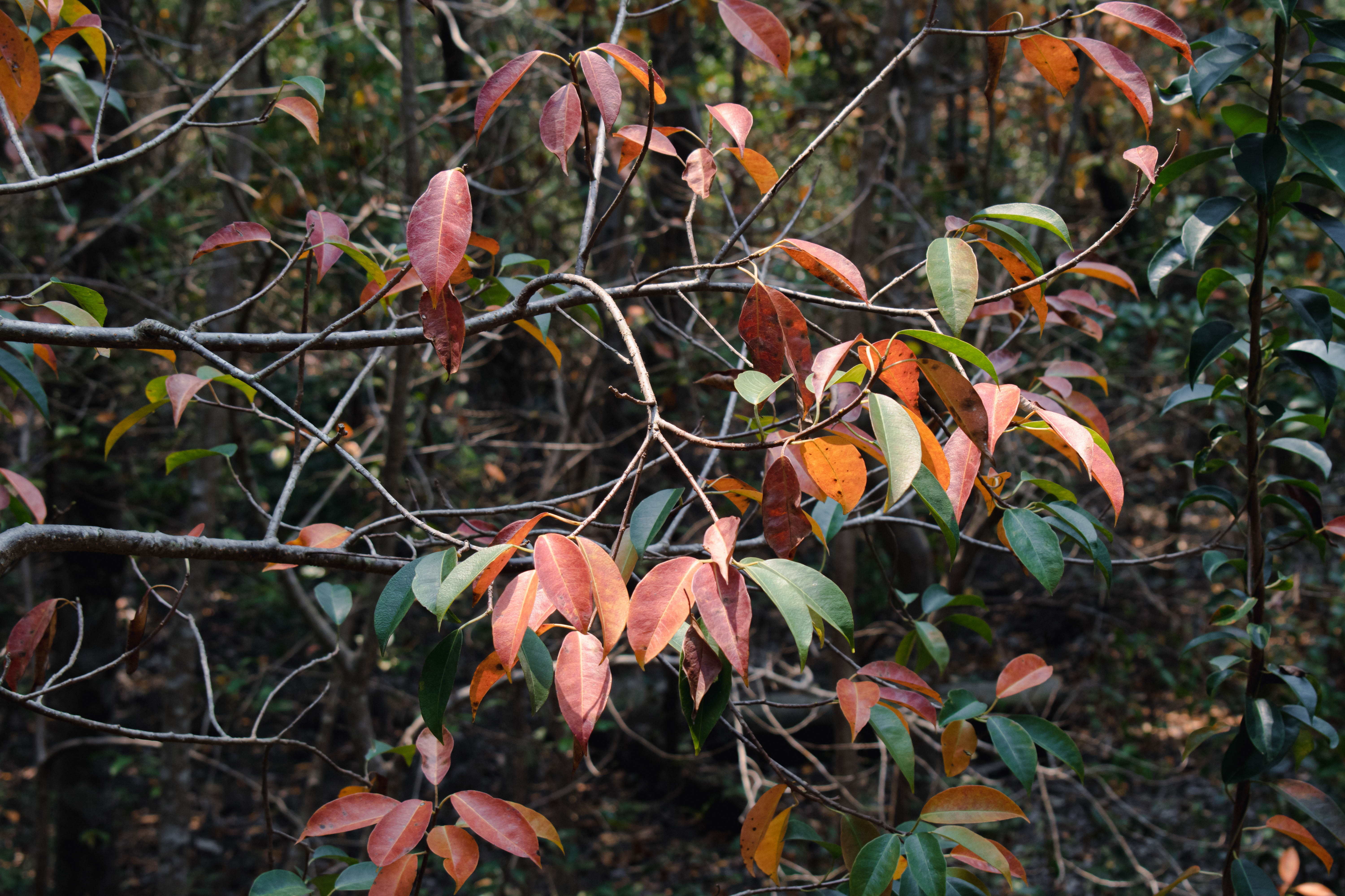 Vegetation