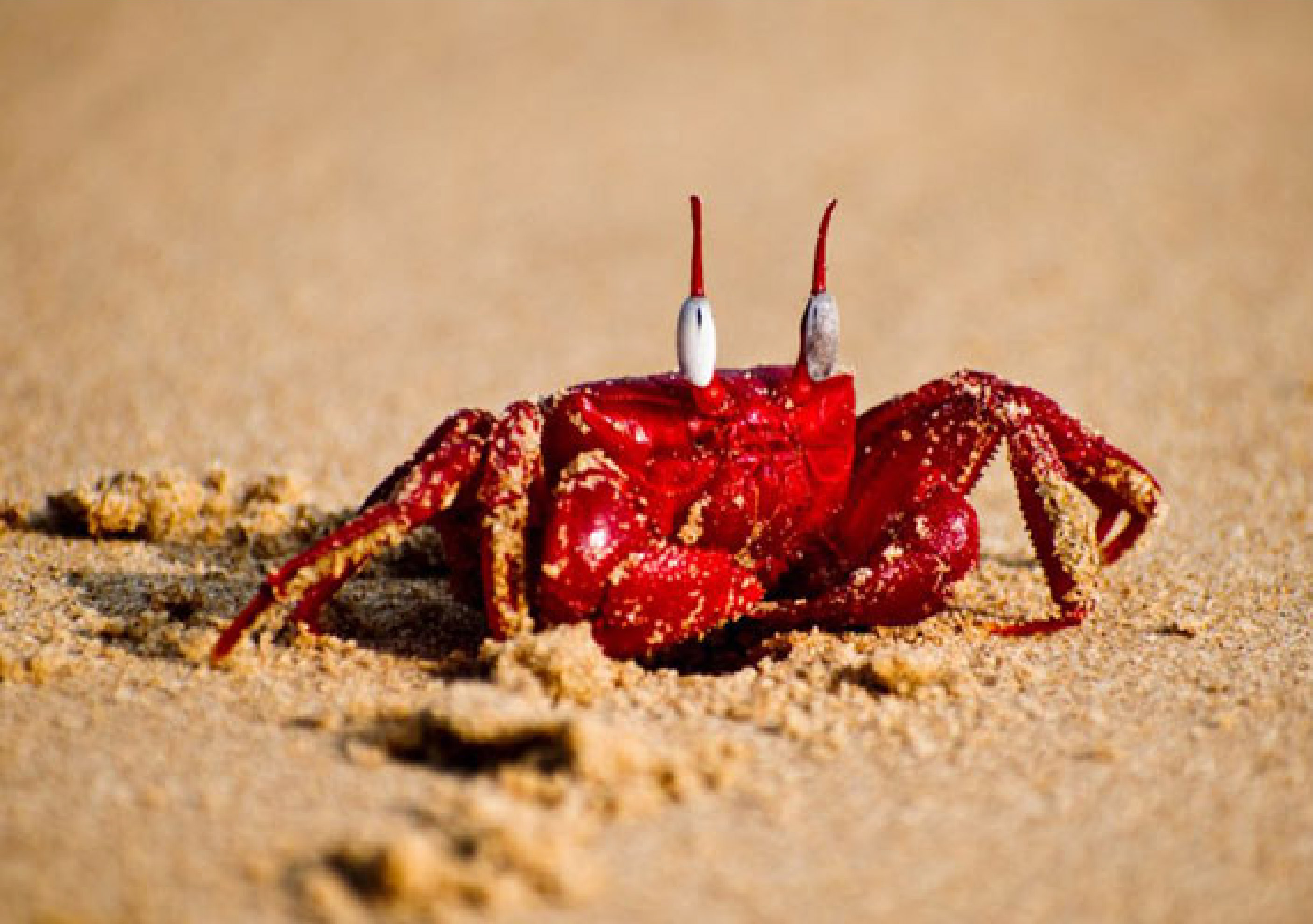 Crabs