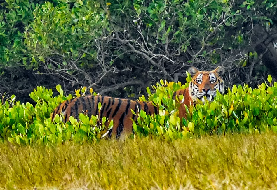 Karamjal Ecotourism Center