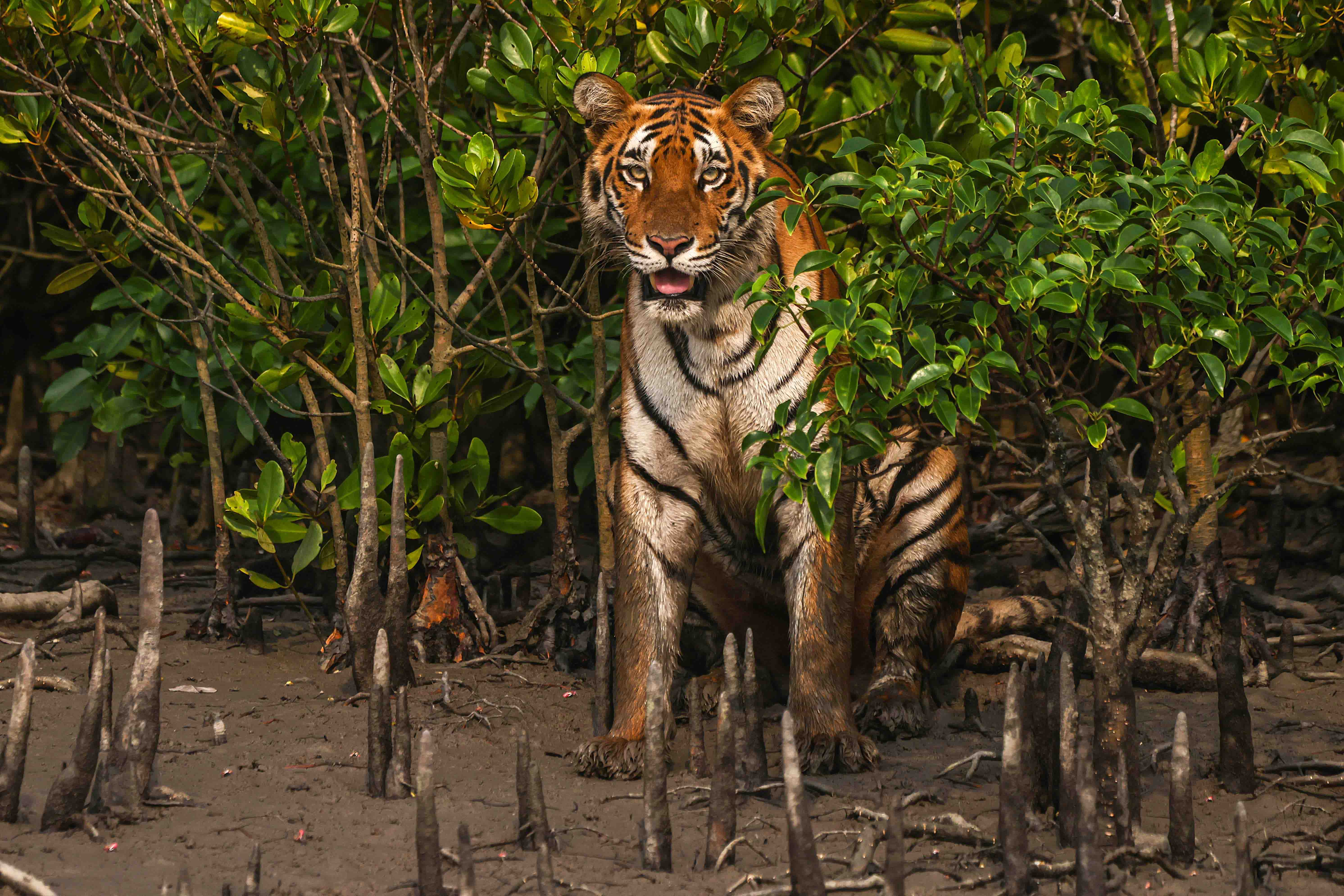 Karamjal Ecotourism Center