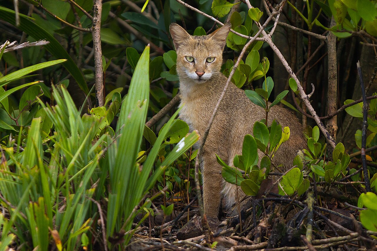 Wildlife