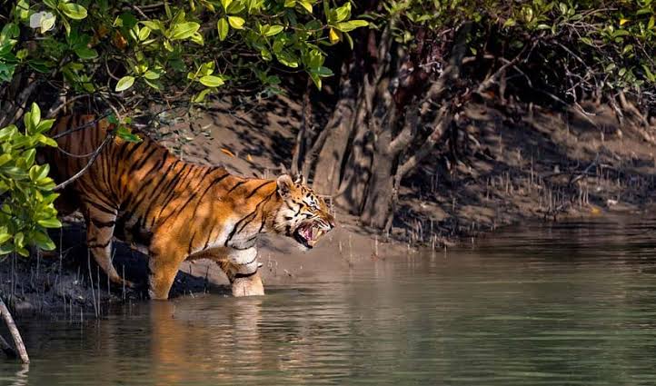 Wildlife