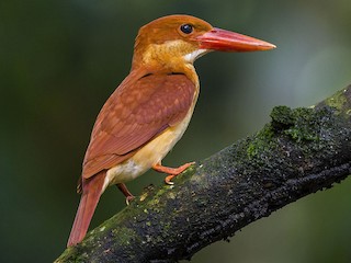 Jahangir Alam Siddiqui